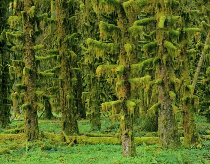 Framed Print : Rain Forest - moss covered Sitka Spruce Trees Olympic National Park, Washington, USA. SX761 Framed Print : Rain Forest - moss covered Sitka Spruce Trees Olympic National Park, Washington, USA. SX761