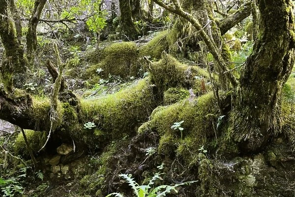 Rain forest vegetation in the National Park of Garajonay. The laurisilva woods have high category protection as a World Heritage site, because of the surviving plant species. La Gomera, Canary Is. January