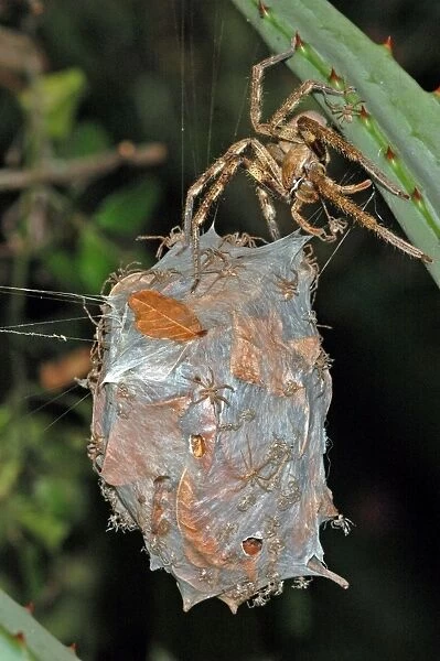 Rain spider. Female guarding recently hatched spiderlings on egg-sac suspended between leaves of aloe. Nocturnal hunter living in vegetation and often entering houses, attracted by the lights. Capable of biting, non-poisonous