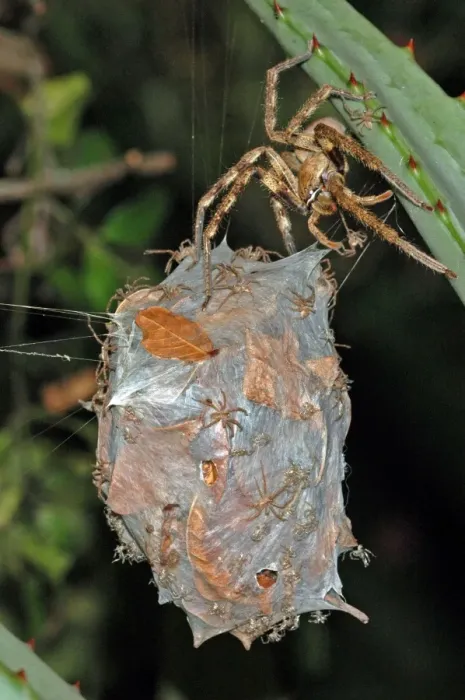 Framed Print : Rain spider. Female guarding recently hatched spiderlings on egg-sac suspended between leaves of aloe. Nocturnal hunter living in vegetation and often entering houses, attracted by the lights. Capable of biting, non-poisonous Framed Print : Rain spider. Female guarding recently hatched spiderlings on egg-sac suspended between leaves of aloe. Nocturnal hunter living in vegetation and often entering houses, attracted by the lights. Capable of biting, non-poisonous