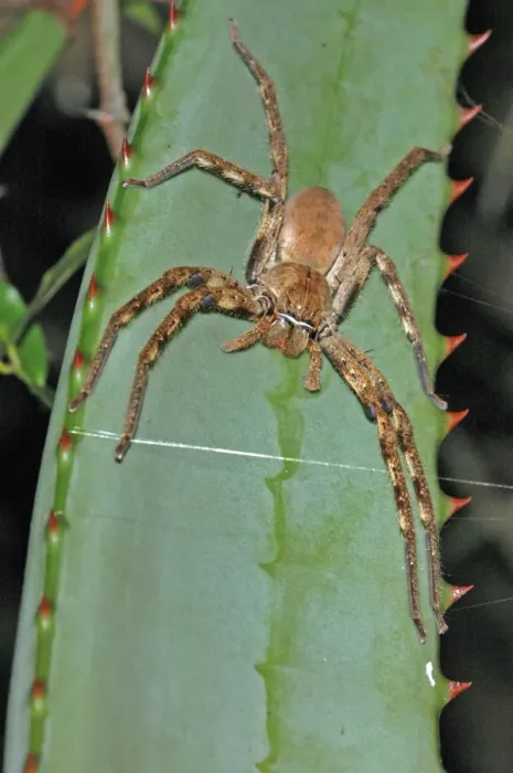Framed Print : Rain spider. Female on leaf of aloe. Nocturnal hunter living in vegetation and often entering houses, attracted by the lights. Capable of biting, non-poisonous. Body length up to 40mm. (Sparassidae) Framed Print : Rain spider. Female on leaf of aloe. Nocturnal hunter living in vegetation and often entering houses, attracted by the lights. Capable of biting, non-poisonous. Body length up to 40mm. (Sparassidae)