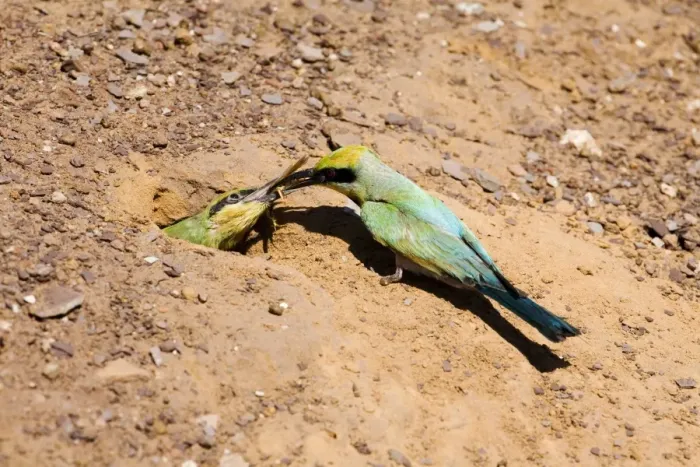 Framed Print : Rainbow Bee-eater feeding chick Nesting in the middle of the Mt Barnett camping ground, Gibb River Road, Kimberley, Western Australia. Inhabits open woodland throughout Australia Framed Print : Rainbow Bee-eater feeding chick Nesting in the middle of the Mt Barnett camping ground, Gibb River Road, Kimberley, Western Australia. Inhabits open woodland throughout Australia