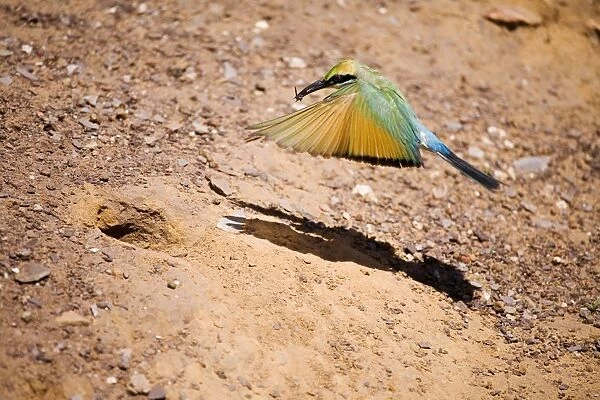 Rainbow Bee-eater flying to nest Nesting in the middle of the Mt Barnett camping ground, Gibb River Road, Kimberley, Western Australia. Inhabits open woodland throughout Australia