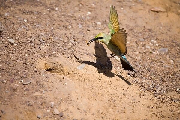 Rainbow Bee-eater flying to nest Nesting in the middle of the Mt Barnett camping ground, Gibb River Road, Kimberley, Western Australia. Inhabits open woodland throughout Australia. Insect in bill is spider wasp Cryptocheilus sp