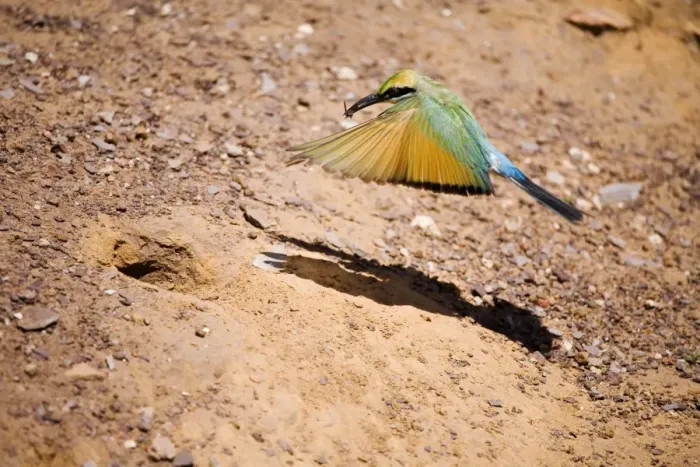 Framed Print : Rainbow Bee-eater flying to nest Nesting in the middle of the Mt Barnett camping ground, Gibb River Road, Kimberley, Western Australia. Inhabits open woodland throughout Australia Framed Print : Rainbow Bee-eater flying to nest Nesting in the middle of the Mt Barnett camping ground, Gibb River Road, Kimberley, Western Australia. Inhabits open woodland throughout Australia