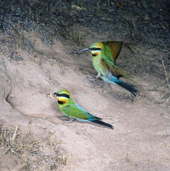 Rainbow Bee-eater - pair, one landing & other with insect in beak