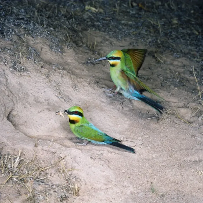 Framed Print : Rainbow Bee-eater - pair, one landing & other with insect in beak Framed Print : Rainbow Bee-eater - pair, one landing & other with insect in beak