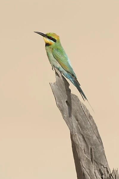 Rainbow Bee-Eater Perched on a favourite vantage point to hunt for insects among sand dunes. Great Sandy National Park, Cooloola, Queensland, Australia