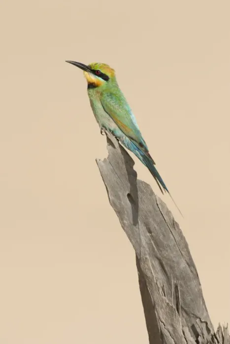 Framed Print : Rainbow Bee-Eater Perched on a favourite vantage point to hunt for insects among sand dunes. Great Sandy National Park, Cooloola, Queensland, Australia Framed Print : Rainbow Bee-Eater Perched on a favourite vantage point to hunt for insects among sand dunes. Great Sandy National Park, Cooloola, Queensland, Australia