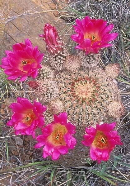 Rainbow Cactus in bloom - New Mexico
