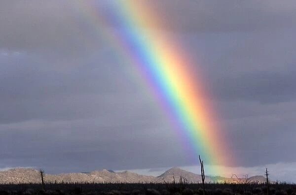 Rainbow in the Central Desert of Baja California, Mexico. Only a few Cirios or 'Boojum'(Idria columnaris), yuccas and cresote bushes, grow in this region
