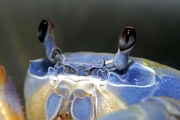 Rainbow Crab  /  Patriot Crab - shows compound eyes - coastal regions of West Africa