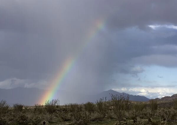 Rainbow in the desert; el nino year
