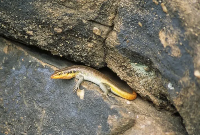 Framed Print : Rainbow  /  Five-lined Skink Zimbabwe