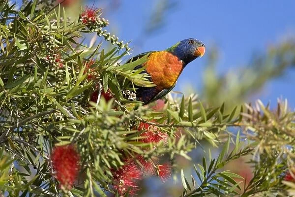 Rainbow Lorikeet - curious and very colourful adult sitting on a blooming Bottle Brush Tree - Hervey Bay, Queensland, Australia
