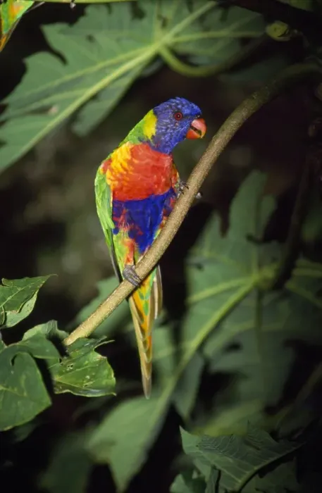 Framed Print : Rainbow Lorikeet Distribution: Eastern Australia Framed Print : Rainbow Lorikeet Distribution: Eastern Australia