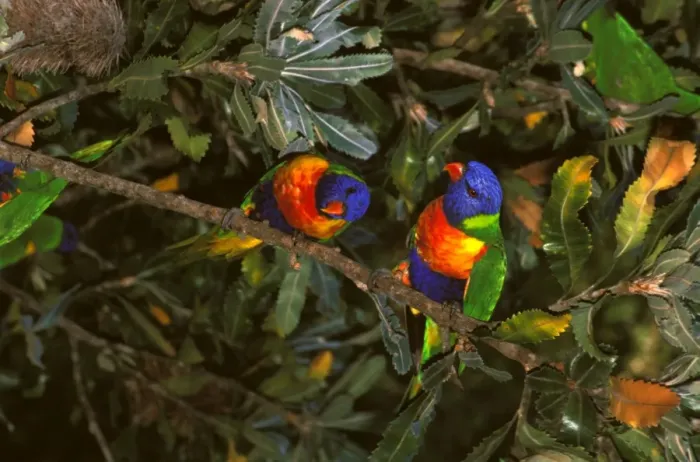 Framed Print : Rainbow lorikeet feeding on Banksia (Banksia serrata) flowers