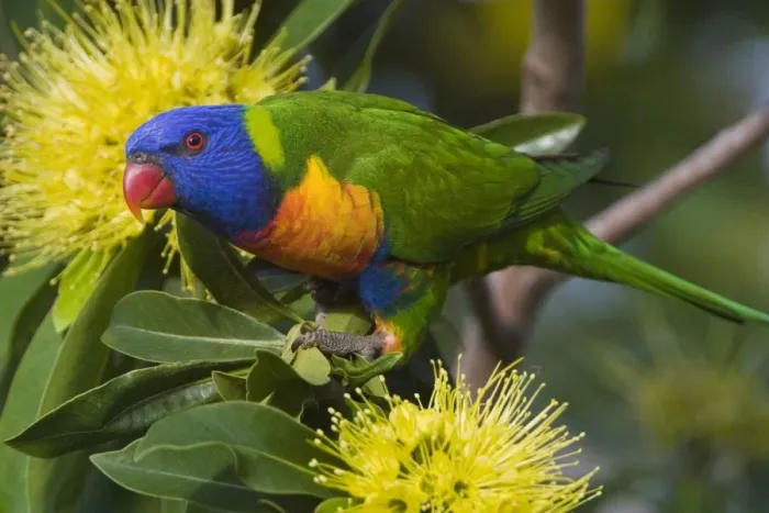 Framed Print : Rainbow Lorikeet feeding Common in eastern and southern parts of Australia. Introduced to Perth. Feeding on a flowering bush on the Cairns esplanade, Queensland, Australia Framed Print : Rainbow Lorikeet feeding Common in eastern and southern parts of Australia. Introduced to Perth. Feeding on a flowering bush on the Cairns esplanade, Queensland, Australia