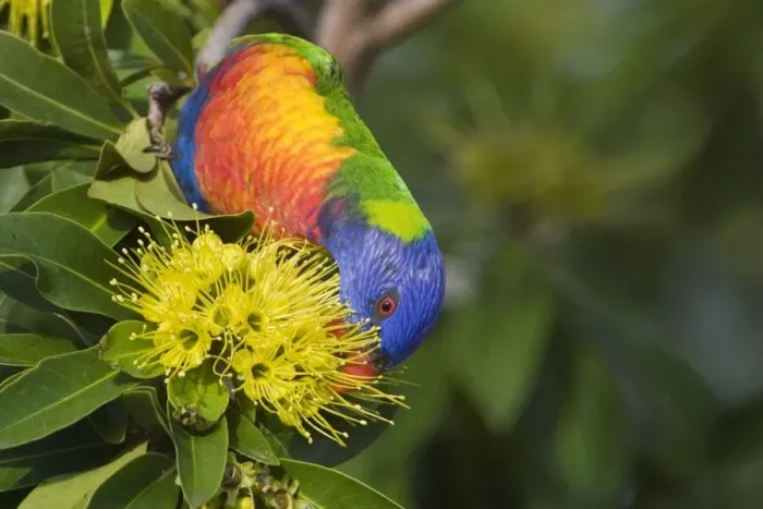 Framed Print : Rainbow Lorikeet feeding Common in eastern and southern parts of Australia. Introduced to Perth. Feeding on a flowering bush on the Cairns esplanade, Queensland, Australia Framed Print : Rainbow Lorikeet feeding Common in eastern and southern parts of Australia. Introduced to Perth. Feeding on a flowering bush on the Cairns esplanade, Queensland, Australia