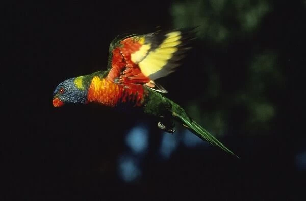 Rainbow Lorikeet - in flight Australia