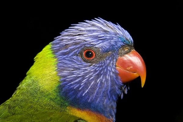 Rainbow Lorikeet - head study. Rainbow Lorikeets are common inhabitants of tropical and sub-tropical regions of northern and eastern Australia. Normally a woodland species which depends heavily upon flowering trees and shrubs (particularly Myrtaceae)