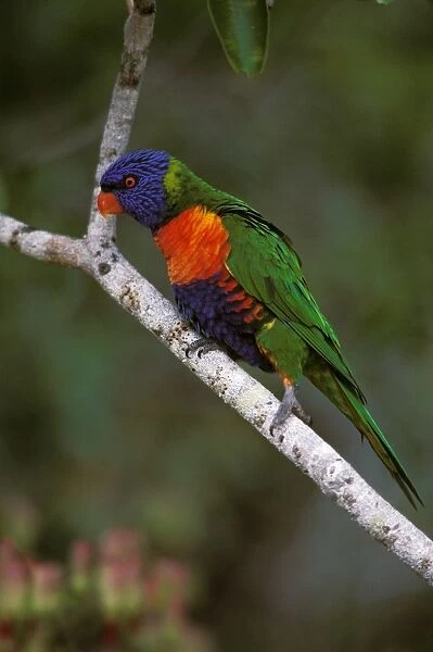 Rainbow Lorikeet - Perched on branch - Australia, Wallacea to Vanuatu, Australia JPF52664