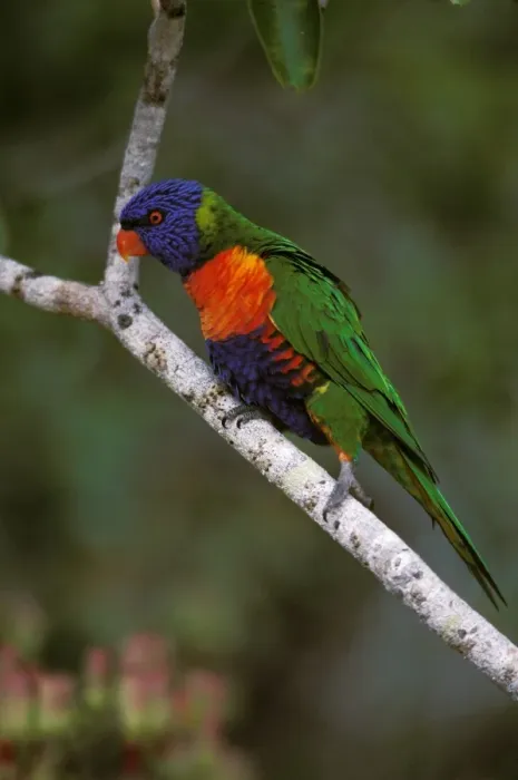 Framed Print : Rainbow Lorikeet - Perched on branch - Australia, Wallacea to Vanuatu, Australia JPF52664 Framed Print : Rainbow Lorikeet - Perched on branch - Australia, Wallacea to Vanuatu, Australia JPF52664