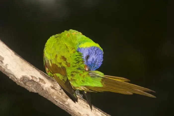 Framed Print : Rainbow Lorikeet - preens itself after a rain-shower. The green areas of its plumage turn brown when saturated with water, and return to green when dry, indicating that green is a structural colour caused by interference with light wavelength Framed Print : Rainbow Lorikeet - preens itself after a rain-shower. The green areas of its plumage turn brown when saturated with water, and return to green when dry, indicating that green is a structural colour caused by interference with light wavelength