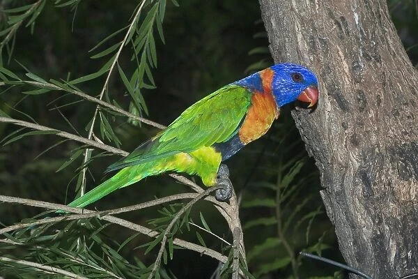 Rainbow Lorikeet - or Red-collared Lorikeet. This red collared form is sometimes given full species status or is lumped with Rainbow Lorikeet as a subspecies. Feeds on orchard fruit eg mangoes