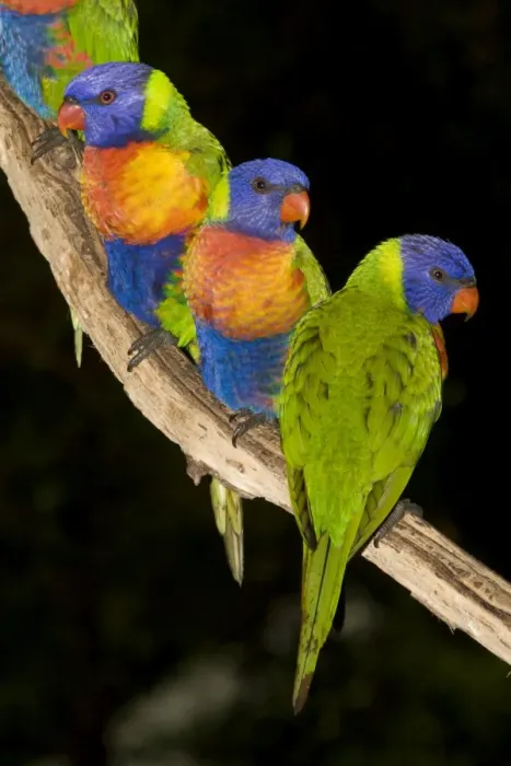 Framed Print : Rainbow Lorikeets - wait near a bird feeder for their morning seeds. Though they have a brush-tipped tongue to collect nectar from blossoms, they also eat small to moderate-sized seeds, when available Framed Print : Rainbow Lorikeets - wait near a bird feeder for their morning seeds. Though they have a brush-tipped tongue to collect nectar from blossoms, they also eat small to moderate-sized seeds, when available