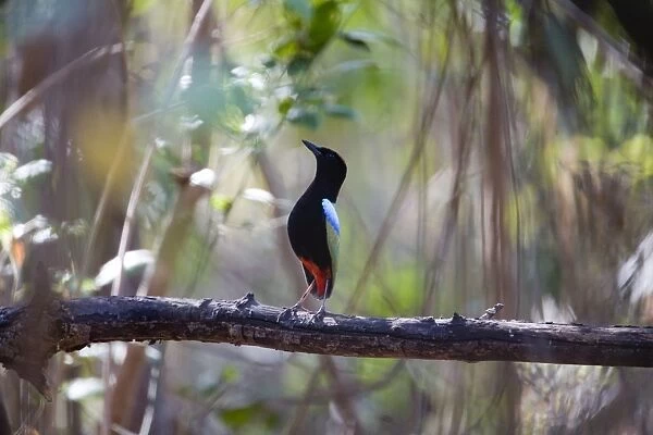 Rainbow Pitta - displaying Restricted to the Top End; the far north of the Kimberley and Northern Territory where it inhabits vine thickets and monsoon forests. At Mitchell Plateau, Kimberley, Western Australia