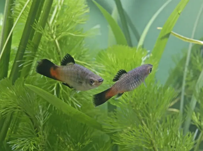 Framed Print : Rainbow platy – pair side view by weeds- tropical freshwater - variant 002627