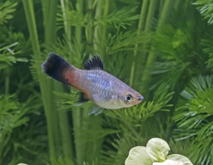 Framed Print : Rainbow platy – side view by weeds- tropical freshwater - variant 002626 Framed Print : Rainbow platy – side view by weeds- tropical freshwater - variant 002626