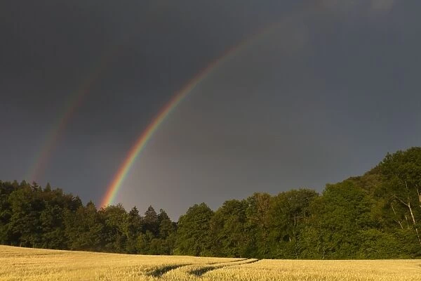 Rainbow - over ripening cornfield - Lower Saxony - Germany