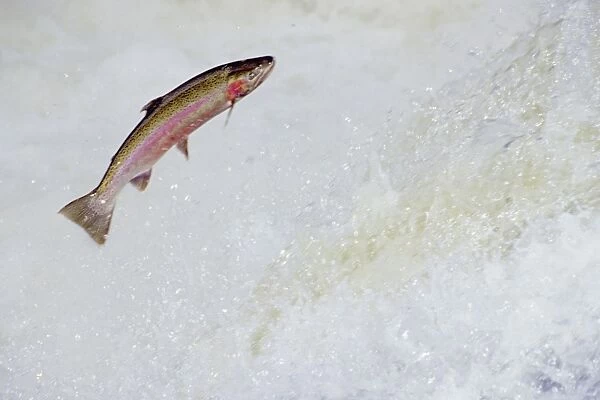 Rainbow Trout  /  Steelhead - jumping falls on Pacific Northwest river on migration to spawning bed. Steelhead are rainbow trout that have gone to the ocean for several years. Steelhead are now classified as salmon. LX227
