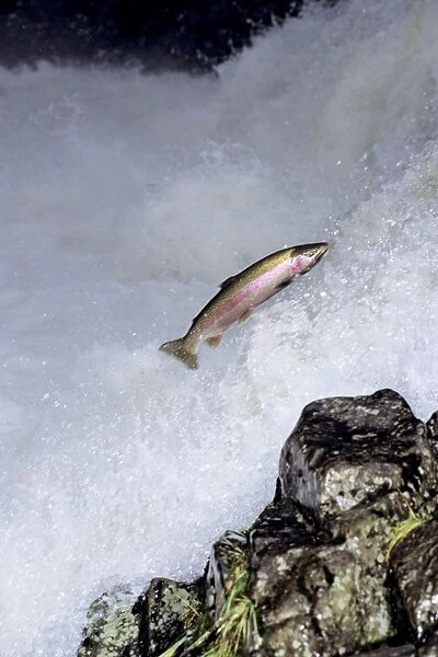 Rainbow Trout  /  Steelhead - jumping falls on Pacific Northwest river on migration to spawning bed. Steelhead are rainbow trout that have gone to the ocean for several years. Steelhead are now classified as salmon. LX199