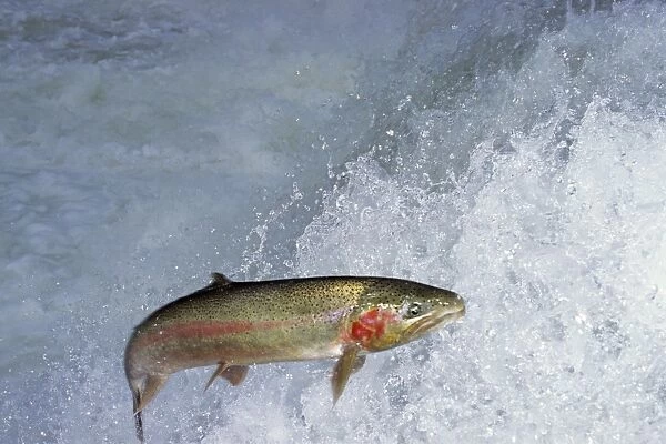 Rainbow Trout  /  Steelhead - jumping falls on Pacific Northwest river on migration to spawning bed. Steelhead are rainbow trout that have gone to the ocean for several years. Steelhead are now classified as salmon. LX419