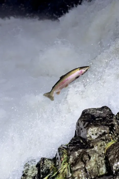 Framed Print : Rainbow Trout / Steelhead - jumping falls on Pacific Northwest river on migration to spawning bed. Steelhead are rainbow trout that have gone to the ocean for several years. Steelhead are now classified as salmon. LX199 Framed Print : Rainbow Trout / Steelhead - jumping falls on Pacific Northwest river on migration to spawning bed. Steelhead are rainbow trout that have gone to the ocean for several years. Steelhead are now classified as salmon. LX199