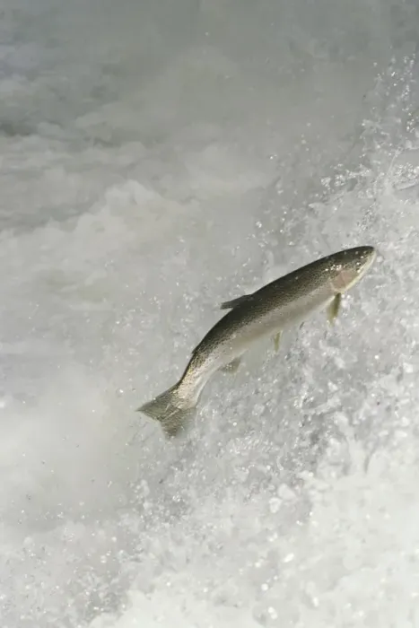 Framed Print : Rainbow Trout / Steelhead - jumping falls on Pacific Northwest river on migration to spawning bed. Steelhead are rainbow trout that have gone to the ocean for several years. Steelhead are now classified as salmon. LX166 Framed Print : Rainbow Trout / Steelhead - jumping falls on Pacific Northwest river on migration to spawning bed. Steelhead are rainbow trout that have gone to the ocean for several years. Steelhead are now classified as salmon. LX166