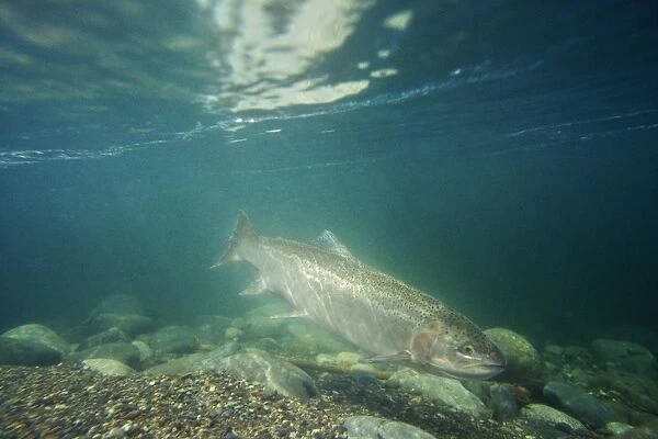 Rainbow Trout  /  Steelhead - swimming in Pacific Northwest river on migration to spawning bed. Steelhead are rainbow trout that have gone to the ocean for several years. Steelhead are now classified as salmon. Lx328
