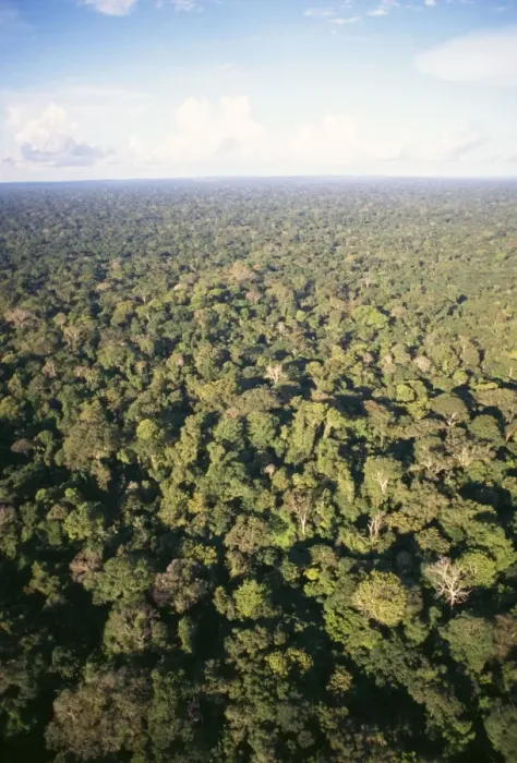 Framed Print : Rainforest - aerial view of Amazon canopy Amazonia, Brazil, South America Framed Print : Rainforest - aerial view of Amazon canopy Amazonia, Brazil, South America