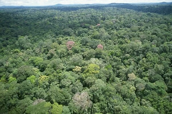 Rainforest - aerial view of Amazon canopy French Guiana