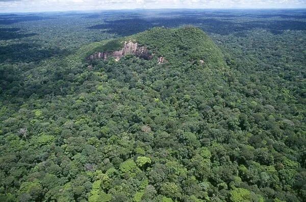 Rainforest - aerial view of Amazon canopy French Guiana