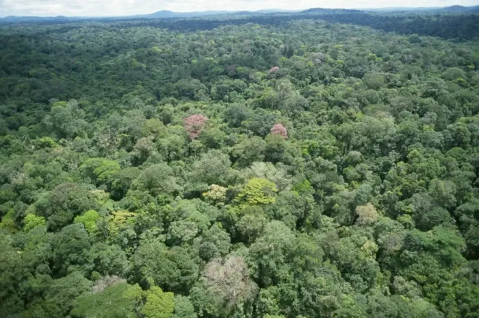 Framed Print : Rainforest - aerial view of Amazon canopy French Guiana Framed Print : Rainforest - aerial view of Amazon canopy French Guiana