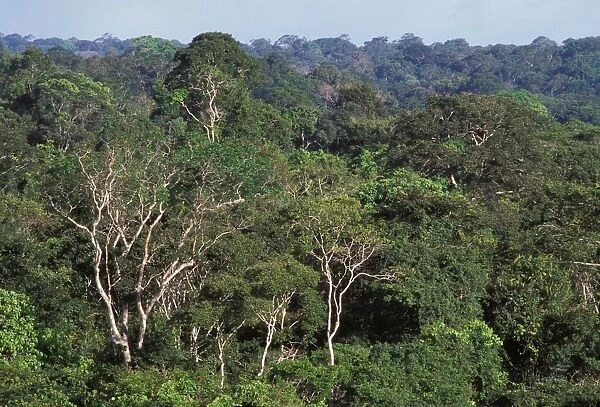 Rainforest - aerial view of French Guiana forest