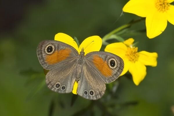 Rainforest Brown butterfly feeding on nectar of Lipia flower. Inhabits cool, moist forest, riverine bush and kloofs along the southern and eastern seaboard of South Africa, extending north into Swaziland, Mpumalanga and Limpopo Province
