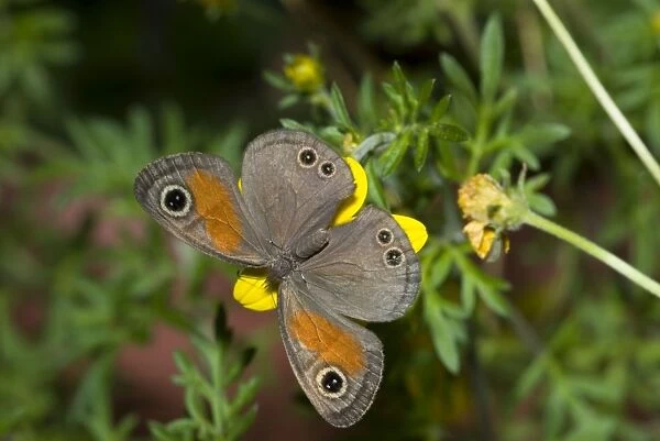 Rainforest Brown Butterfly feeding on nectar of Lipia flower. Inhabits cool, moist forest, riverine bush and kloofs along the southern and eastern seaboard of South Africa, extending north into Swaziland, Mpumalanga and Limpopo Province