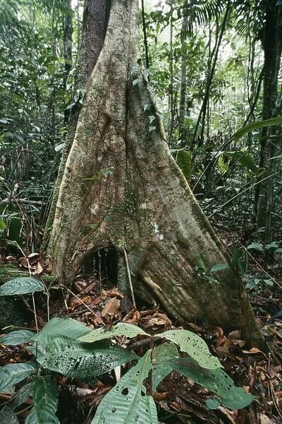 Rainforest - Butress rooted tree Fam: Aelaeocarpaceae Amazonia, Brazil, South America