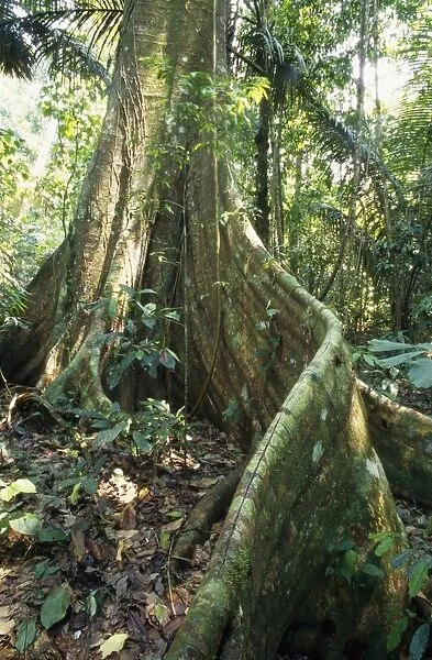 Rainforest - butresses & forest floor flora. Amazon Basin, Manu National Park, Peru