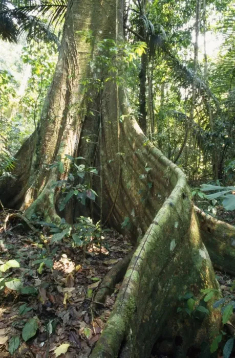 Framed Print : Rainforest - butresses & forest floor flora. Amazon Basin, Manu National Park, Peru